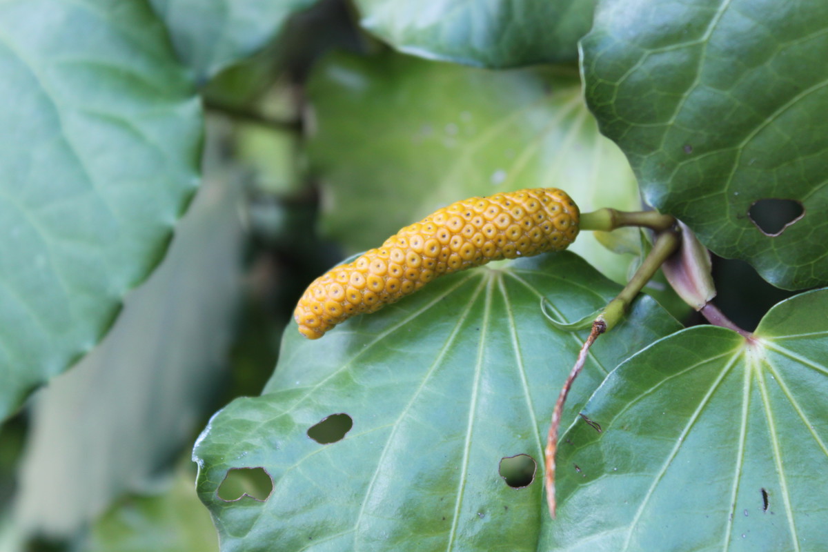 Kawakawa Leaves and Fruit